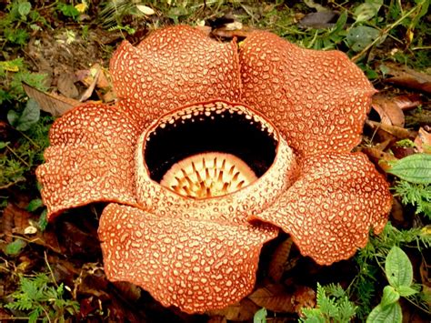 Las Flores M S Raras Del Mundo Con Nombres Y Fotograf As