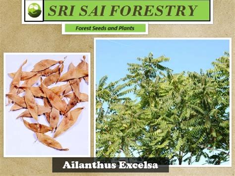 Ailanthus Excelsa Tree Exporter Supplier from Bangalore India