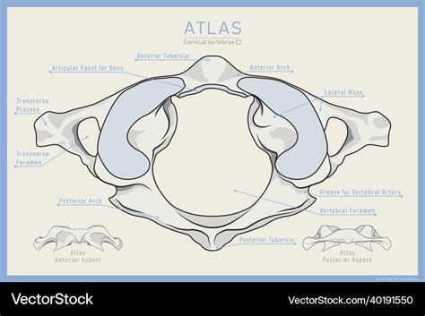 Atlas Vertebra