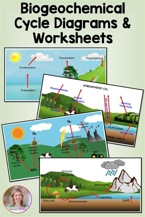 Biogeochemical Cycles Worksheet