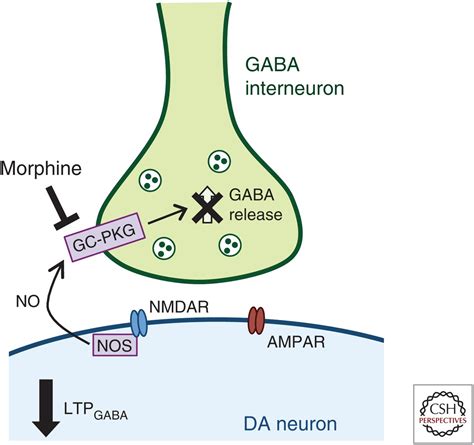 Opioid Induced Molecular And Cellular Plasticity Of Ventral Tegmental