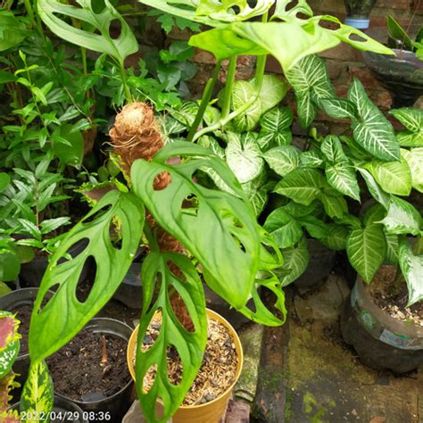 Jual Monstera Adansonii Tanaman Hias Janda Bolong Berikut Pot Jakarta