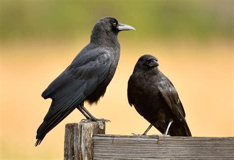 Species Profile American Crow Mossy Oak Gamekeeper