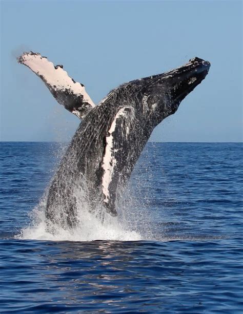 Humpback Whale Breach - Wild Side Hawaii