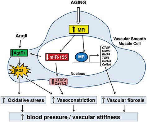 Frontiers Role Of Aldosterone And Mineralocorticoid Receptor In