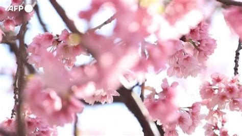 Tokyo Inizio Della Stagione Dei Fiori Di Ciliegio Anticipata Di