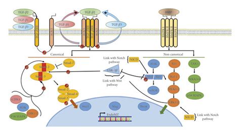 Transforming Growth Factor β Tgf β Induced Endomt Upon Stimulation