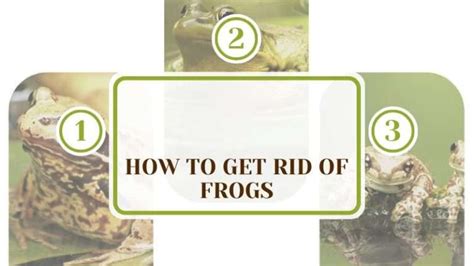 How To Get Rid Of Frogs Quickly And Easily In The Most Humane Ways