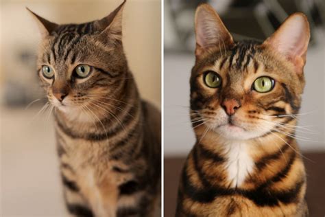 Tabby Vs Bengal Cat How To Tell Them Apart With Pictures