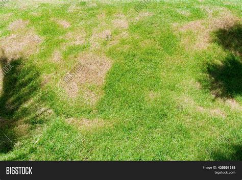 Dead Grass Nature Image And Photo Free Trial Bigstock