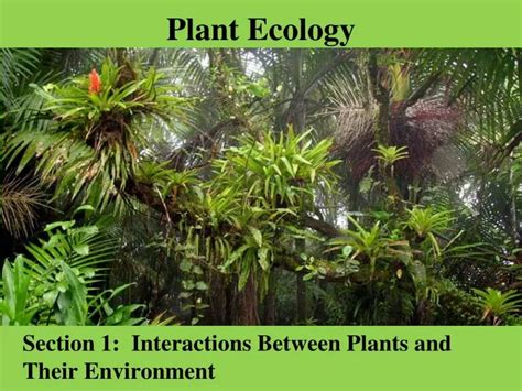 PPT - Plant Ecology PowerPoint Presentation, free download - ID:3645836