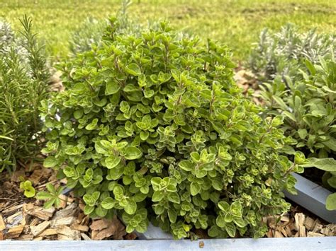 6 Drought Tolerant Herbs That Will Survive Hot Dry Summers