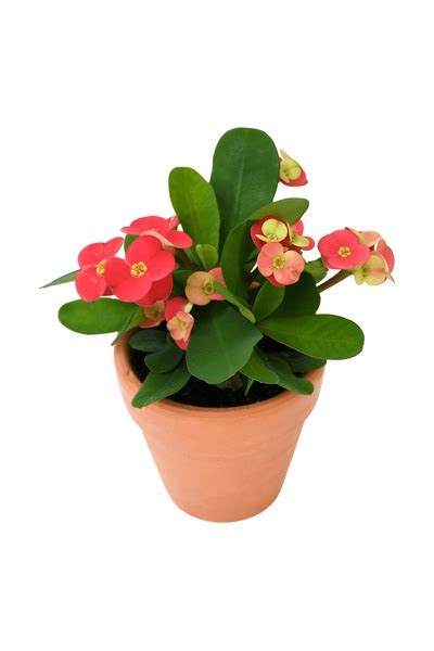 20664 Crown Of Thorns Plants Royalty Free Photos And Stock Images Shutterstock