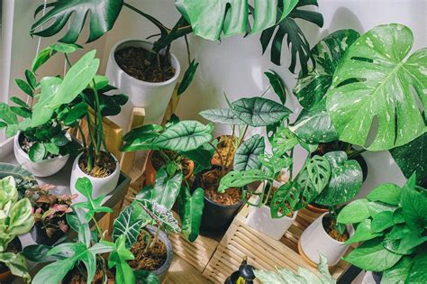 Guía Práctica Para Cuidar Tus Plantas De Interior