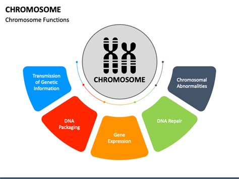 Chromosome Powerpoint And Google Slides Template Ppt Slides