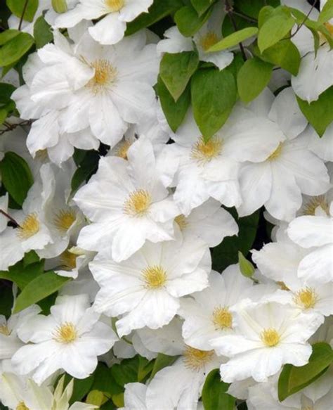 Clematite Toki Ghiveci 2 L Clematita Flori Albe Uriase Tufa