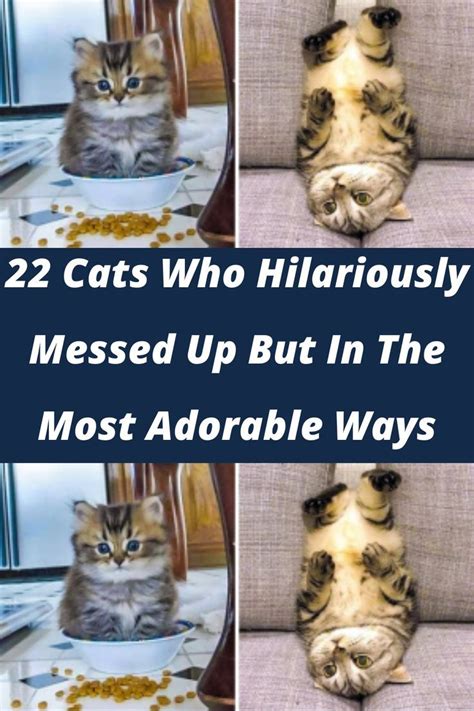 22 Cats Who Hilariously Messed Up But In The Most Adorable Ways Cats