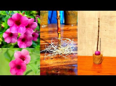 How To Grow Allamanda Plant From Cutting Propagation Allamanda Plant