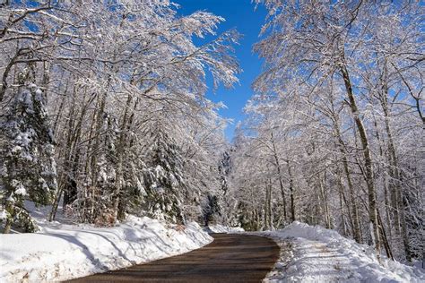 Antoine Boureau Arbre Sous La Neige Le Long De La Route Menant Au Col