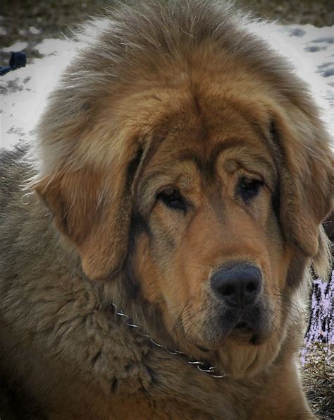 images  tibetan mastiff  pinterest puppys tibetan mastiff dog  himalayan