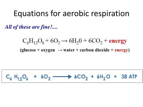 Ppt Cellular Respiration Powerpoint Presentation Free Download Id1904777