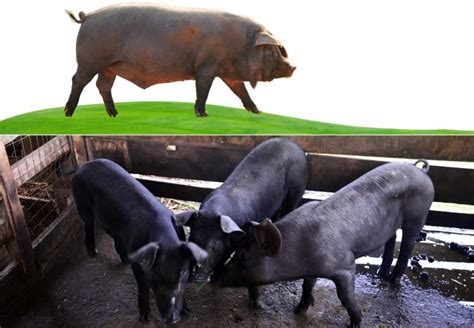 Types Of Pigs Pig Breeds For Farming And Homesteading Farmerdb