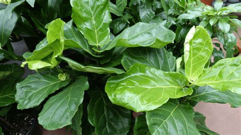 Fiddle Leaf Fig Dropping Leaves Causes Solutions