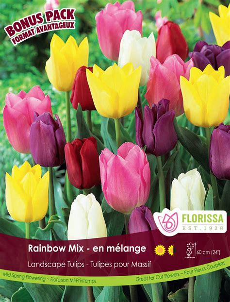 Tulip Rainbow Mix Bulk Black Tray