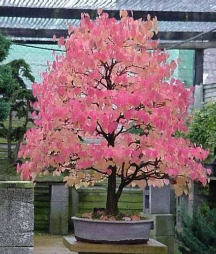 Cercidiphyllum Japonicum Katsura Tree 15 Seeds RARE Outdoor Garden