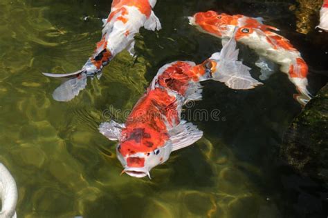 Peixes Coloridos Do Koi Que Nadam No Lago Imagem De Stock Imagem De