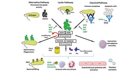 Complement Components And Its 7 Functional Categories