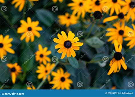 Flor De Blackeyedsusan O De Conflor Las Flores Amarillas Brillantes De