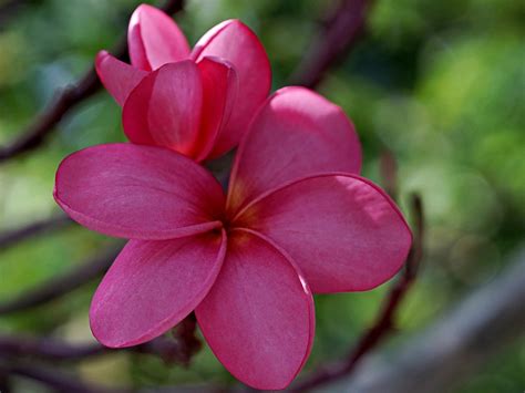 Fleur Plumeria Flore Photo Gratuite Sur Pixabay Pixabay