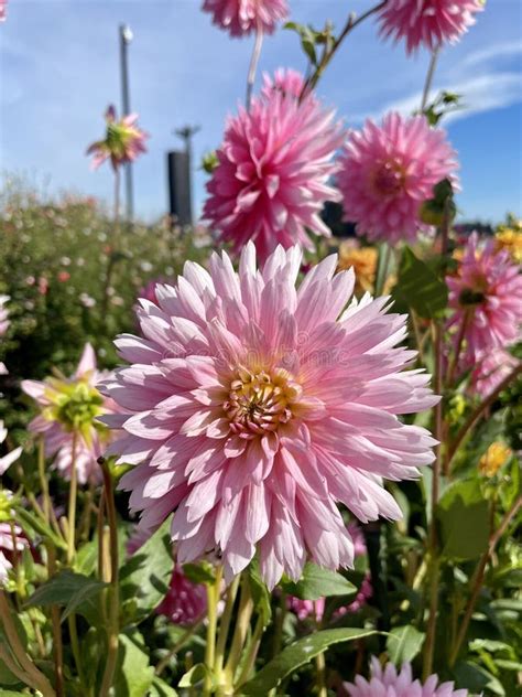 Dahlia Gay Princess In Full Bloom Stock Photo Image Of Features Create