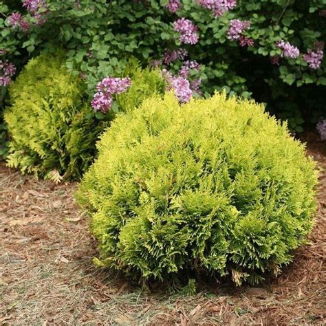 Anna S Magic Ball Arborvitae Shrubs Maintain Their Rounded Shape With