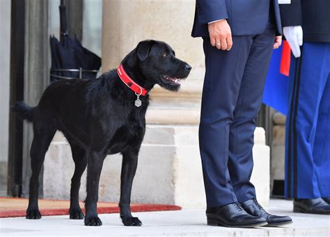 Emmanuel Et Brigitte Macron Adoptent Nouveaux Chiens L Lys E