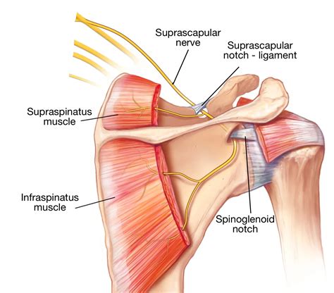 The Suprascapular Nerve Block Sports Medicine Review