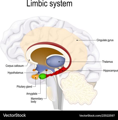 Blank Brain Diagram Limbic System