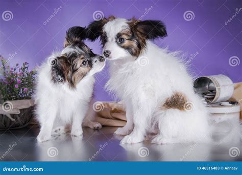 Cute Puppy Of Breed Papillon Stock Image Image Of Small Domestic