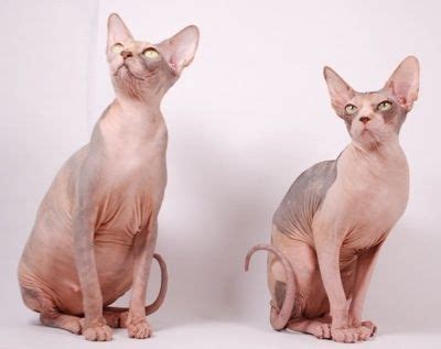 Naked Kitties Hairless Cat Sphynx Cat Cat Breeds