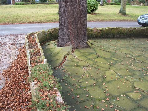 What Should I Do If Tree Roots Cause Cracks In My Driveway Does It