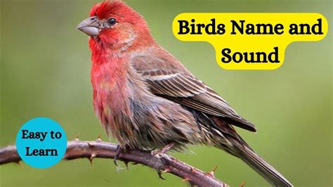 Birds Names And Sounds Learn Bird Species In English Birds Sound