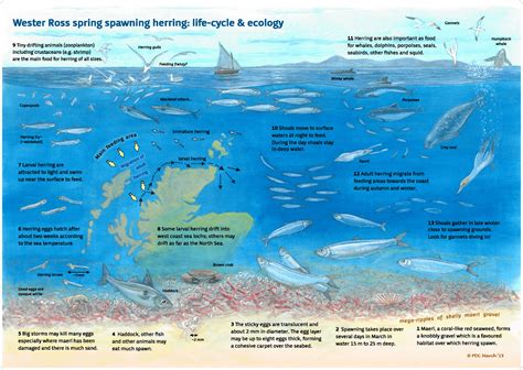 Spawning Ecology – Scottish Herring