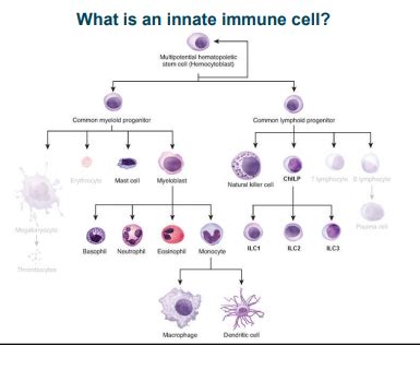 Innate Immune Cells Myeloid Lineage Diagram Quizlet