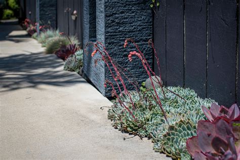 Cacti and Succulents - Busy Lizzy Gardens