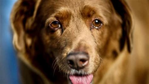 Worlds Oldest Dog Bobi 30 Is Also One Of The Luckiest Raw Story