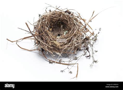 Real Bird Nest Isolated On White Background Stock Photo Alamy