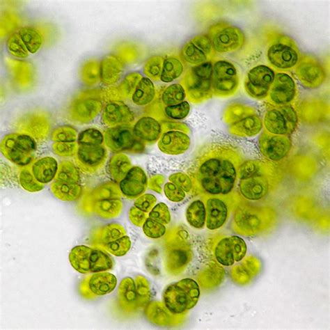 New alga species named for poet Amanda Gorman | Cornell Chronicle