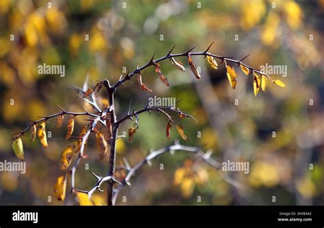 Sibenik Croatia Paliurus Spina Christi Commonly Known