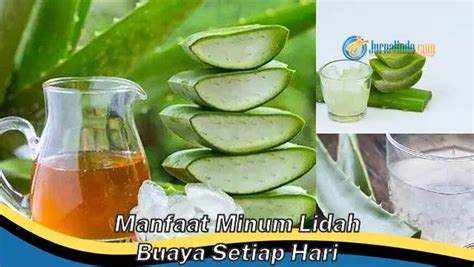 Temukan Manfaat Minum Lidah Buaya Setiap Hari Jarang Diketahui